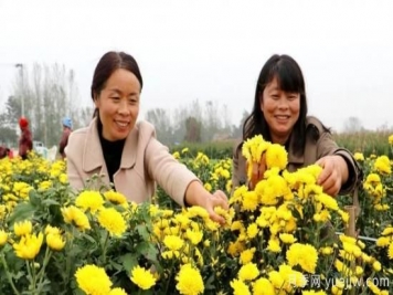 农民种植菊花，既能欣赏也能致富发家