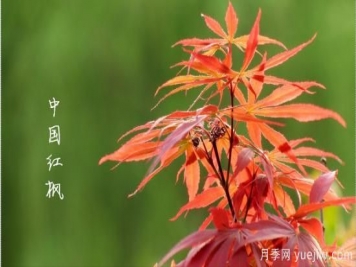 红枫，4个红枫品种是秋日植物里亮丽的风景线