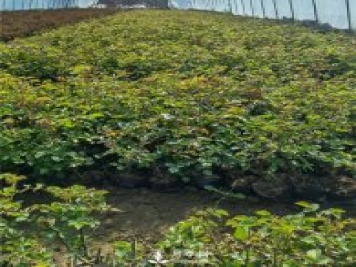 各类盆栽月季上市，南阳杯苗基地全国批发中