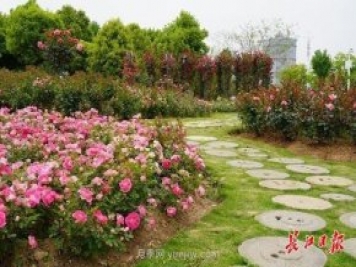 武汉满街月季开放，近百座公园进入盛花期