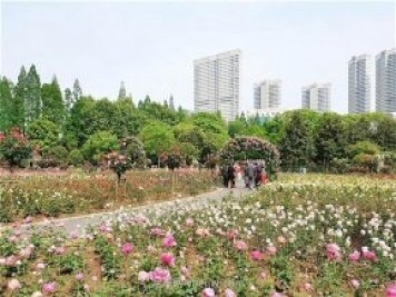 武汉市第十三届月季展，青山和平公园等你来打卡