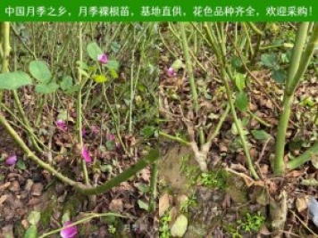 上海龙凤419：月季裸根苗的选购、栽植、肥水、养护技术大全