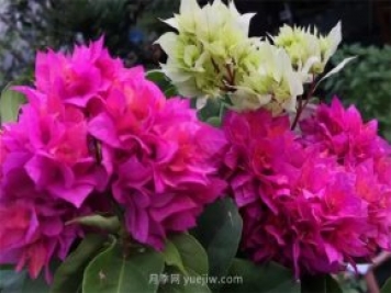 夏季养花要选对品种，推荐6种花卉适合高温