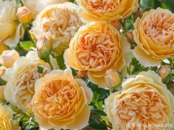 大花香水月季的养护方法，分享10种花香飘满屋
