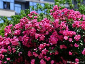 武汉新增多条绝美月季花道，江城处处花海景观