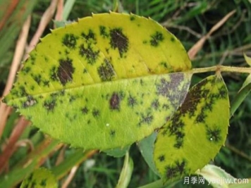 深秋天季节月季出现斑点的病害原因与防治