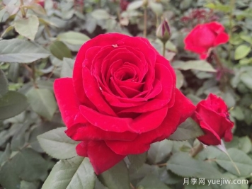 原产中国的玫瑰花(月季花)，是如何成为美国国花的？
