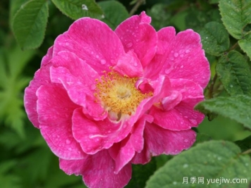 法国蔷薇月季/高卢红/药剂师玫瑰。