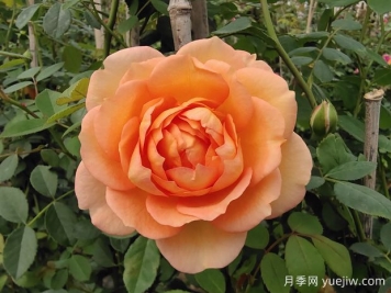 中国月季：欧洲玫瑰花的祖宗，为世界园艺做出了巨大贡献
