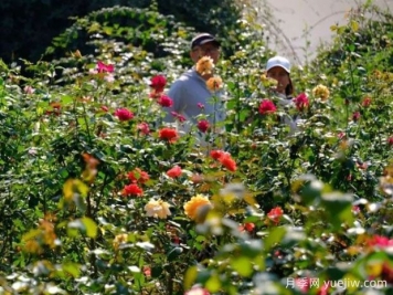 南宁花卉公园3万株月季入盛花期，市民闻香而来