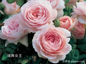 100种月季玫瑰品种图鉴大全，你认识有没有超过10个？