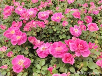 仙境盆栽月季杯苗粉色丰花，绿化工程批发