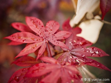 日本红枫、美国红枫、中国红枫到底有何不同？