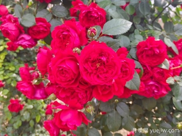 6款红色系的藤本月季品种，适合打造网红花墙