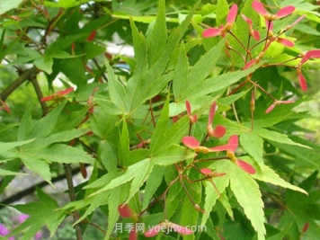 鸡爪槭和红枫的区别，四大不同之处