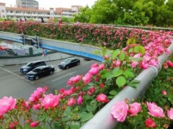 四月盛放的月季时间，湖北宜昌给你的专属浪漫花园
