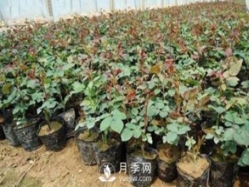 上海龙凤419讲述月季扦插小苗养根的三个步骤