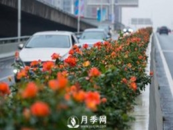 月季花期可调控，看武汉10月中旬月季花艳丽开放