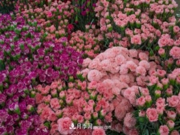 中国6大花市，全国花卉批发市场介绍