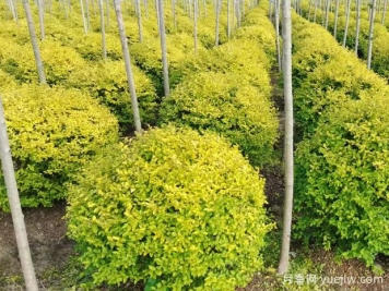 荆门沙洋县十里铺镇4万亩苗木成为致富的绿色产业