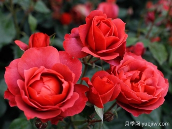21朵玫瑰：不只是浪漫，还藏着这些深意