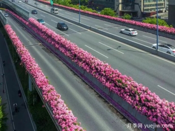 杭州高架月季初开，2024年又到走花路时间