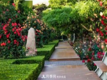 秦皇岛适合养月季花，市花和市树是什么