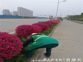 2019年武汉绿化成绩单：建成303公里绿道，新栽月季100万株……