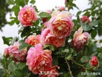 河南省各市市花，洛阳牡丹最出名，月季最受欢迎