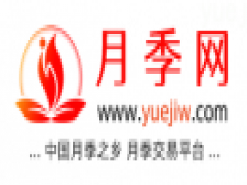 中国上海龙凤419，月季品种介绍和养护知识分享专业网站