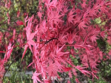 鸡爪槭和红枫的区别，叶片、枝干、花果期